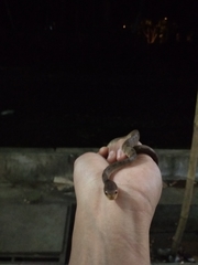Pareas carinatus