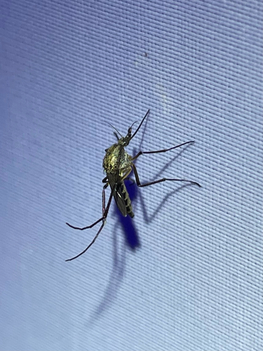 Psorophora cyanescens photo 6