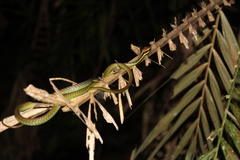 Dendrelaphis formosus