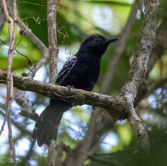 Jet Antbird photo 1