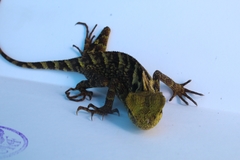 Gonocephalus kuhlii