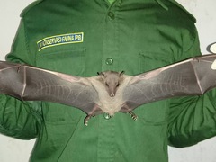 Rousettus amplexicaudatus