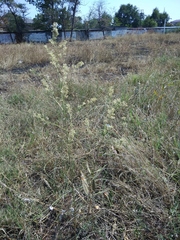 Lepidium latifolium