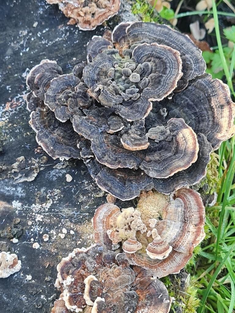 Trametes versicolor · April 2025 · photo: © barrie (iNaturalist, cc-by)