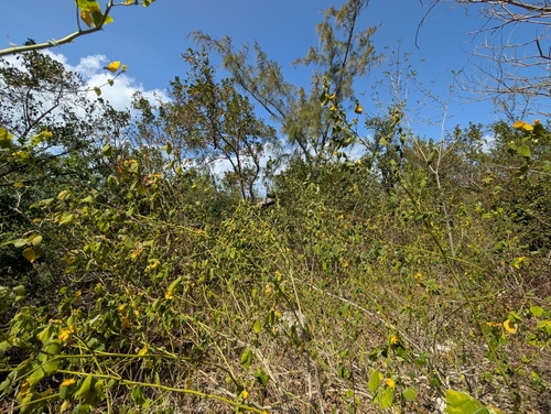 Image of Abutilon permolle by (c) Scott Allen Davis, some rights reserved (CC BY)