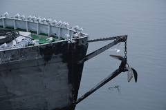 Chroicocephalus ridibundus