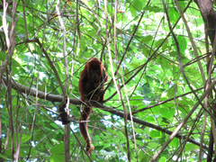 Alouatta macconnelli