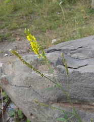 Melilotus officinalis