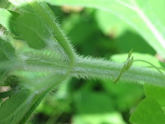 Sigesbeckia pubescens