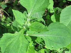 Sigesbeckia pubescens