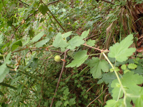 Bitter Gooseberry (Ribes amarum)