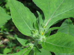 Sigesbeckia pubescens