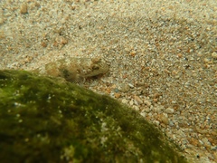 Rhinogobius similis