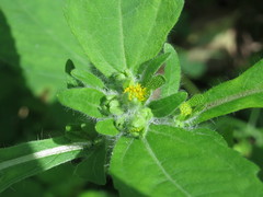 Sigesbeckia pubescens