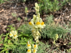 Linaria vulgaris