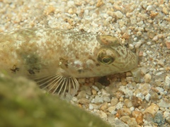 Rhinogobius similis