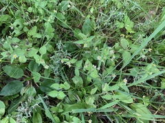 Galinsoga quadriradiata