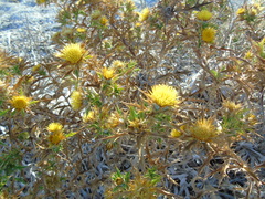 Carlina graeca
