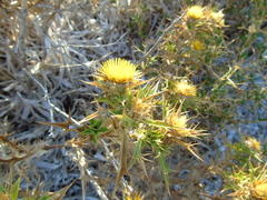 Carlina graeca