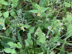 Galinsoga quadriradiata