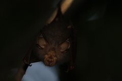 Rhinolophus trifoliatus