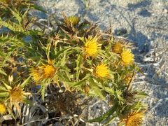 Carlina graeca