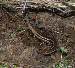 Plestiodon skiltonianus skiltonianus