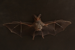 Megaderma spasma