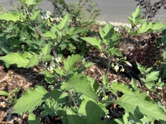 Solanum nigrum