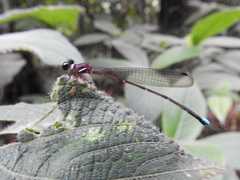 Ceylonosticta anamia