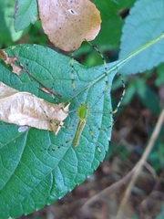 Peucetia madagascariensis