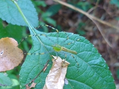 Peucetia madagascariensis