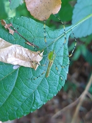 Peucetia madagascariensis