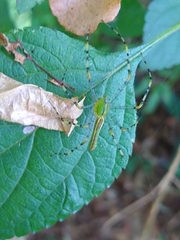 Peucetia madagascariensis