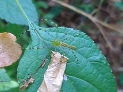 Peucetia madagascariensis
