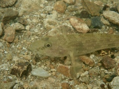 Glossogobius giuris
