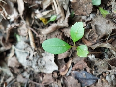 Pseudopanax crassifolius × lessonii