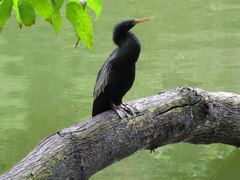 Anhinga anhinga