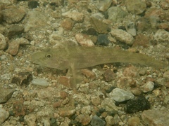 Glossogobius giuris
