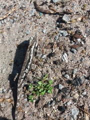 Bradypodion occidentale