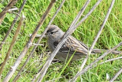 Zonotrichia leucophrys × atricapilla