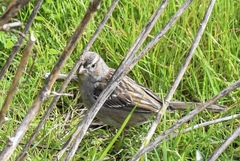Zonotrichia leucophrys × atricapilla