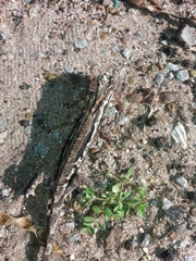 Bradypodion occidentale