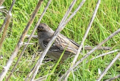 Zonotrichia leucophrys × atricapilla