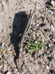 Bradypodion occidentale