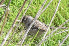 Zonotrichia leucophrys × atricapilla