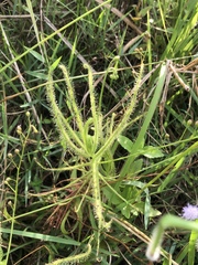 Drosera finlaysoniana