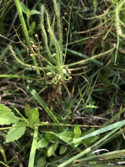 Drosera finlaysoniana