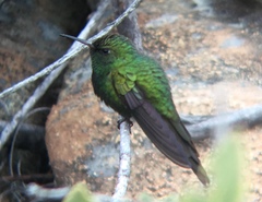 Riccordia swainsonii