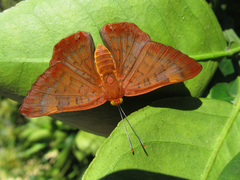 Emesis mandana
